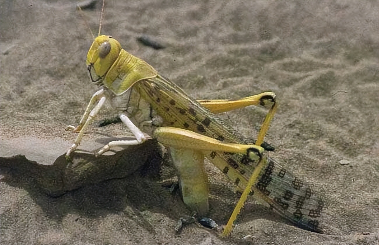 你应该了解的巴基斯坦,巴基斯坦有哪些冷知识