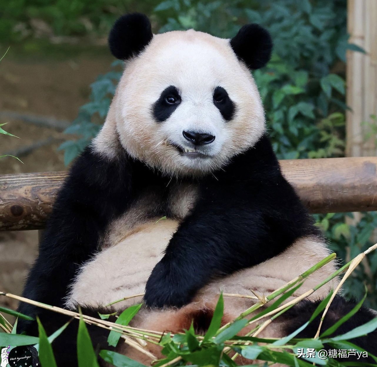 那些证明福宝是人的证据——毛皮大衣下是个小人精