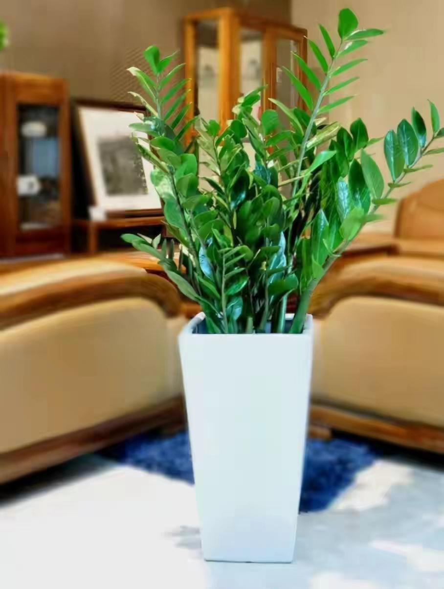 摆放客厅十种最旺气的花,家中客厅财位摆放什么最招财聚财