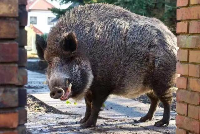 遇到野猪装死有用吗,遇到野猪需要装死吗