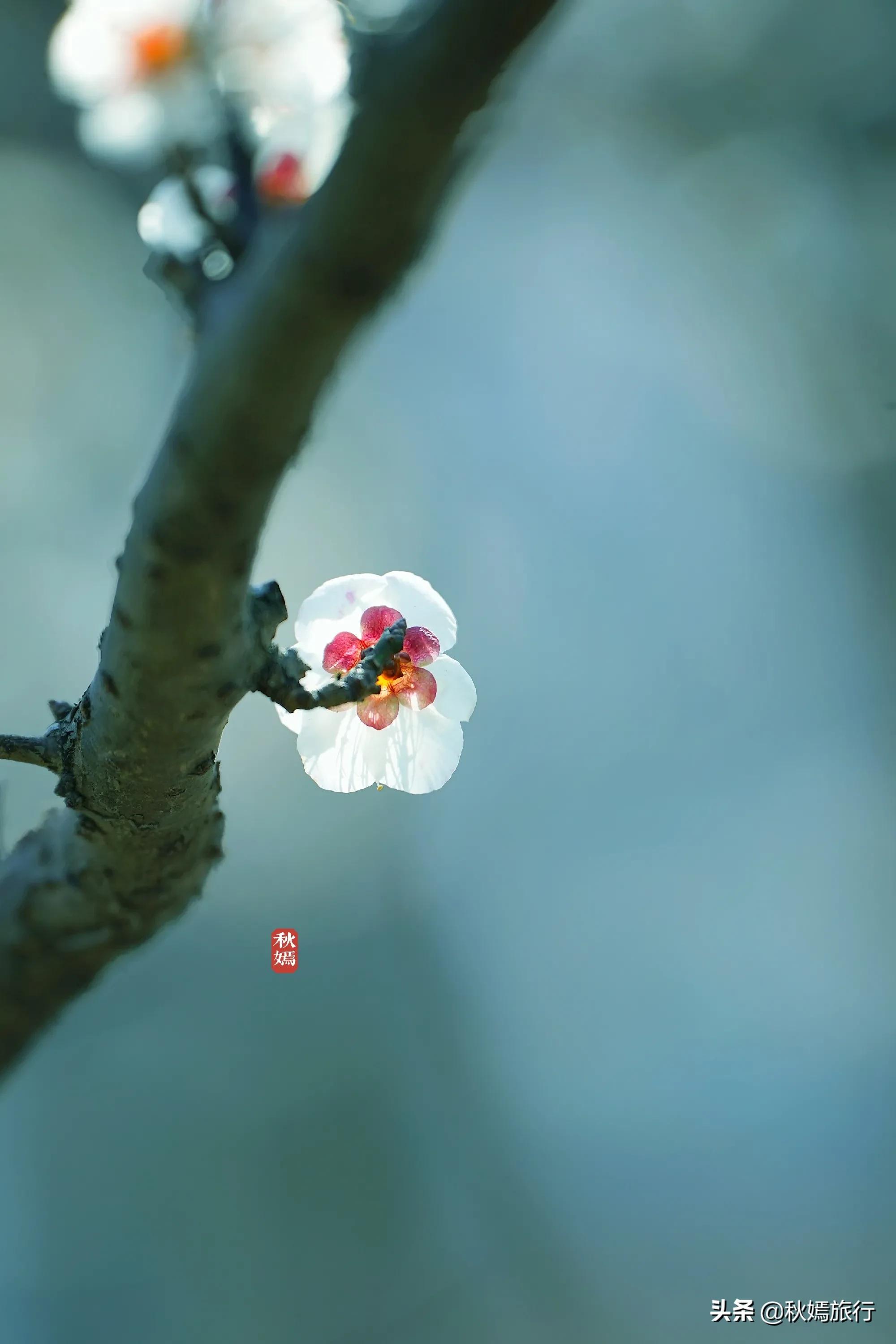 春染虎丘图片,虞山脚下的美丽小城常熟风景