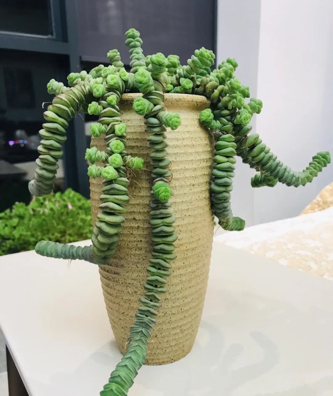 养花就养这几款好养易活,新手养花如何养便宜又好看