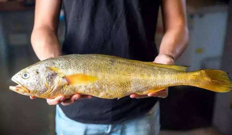 天价野生大黄鱼,浙江省捕获7斤野生大黄鱼
