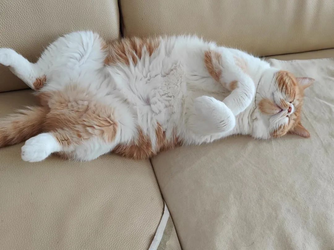 养猫养狗都养不活,养狗养猫养蜘蛛