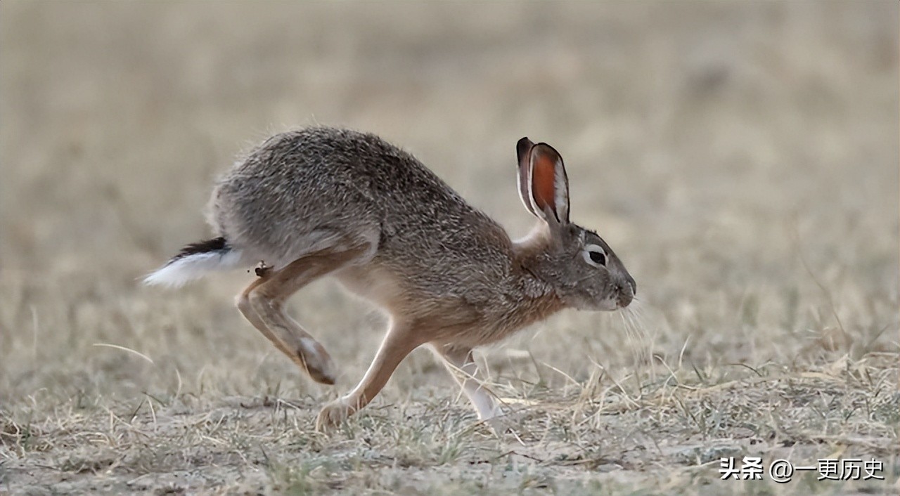 兔年哪一年的兔子是最好的,5种不同的兔是哪几种兔