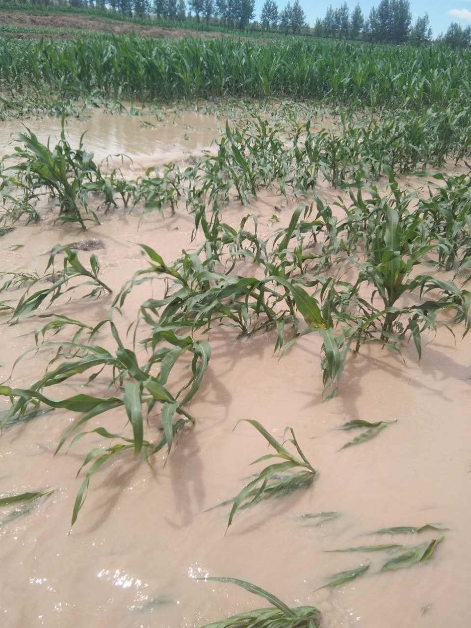 老话说立秋下雨有什么说法,立秋下雨是晴天多还是雨多