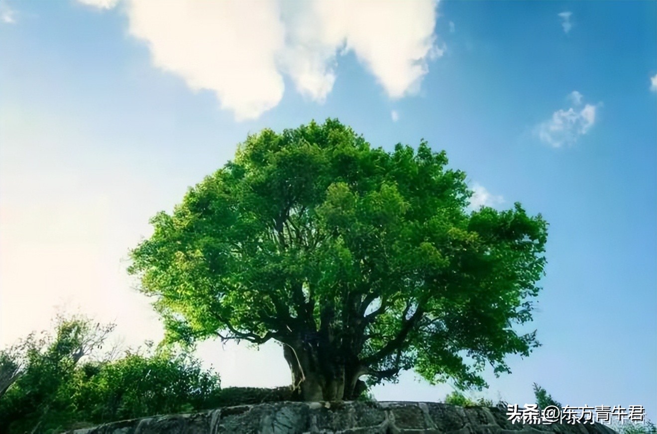 普洱茶古树和老树的区别,普洱茶古树大树中树小树怎么区分
