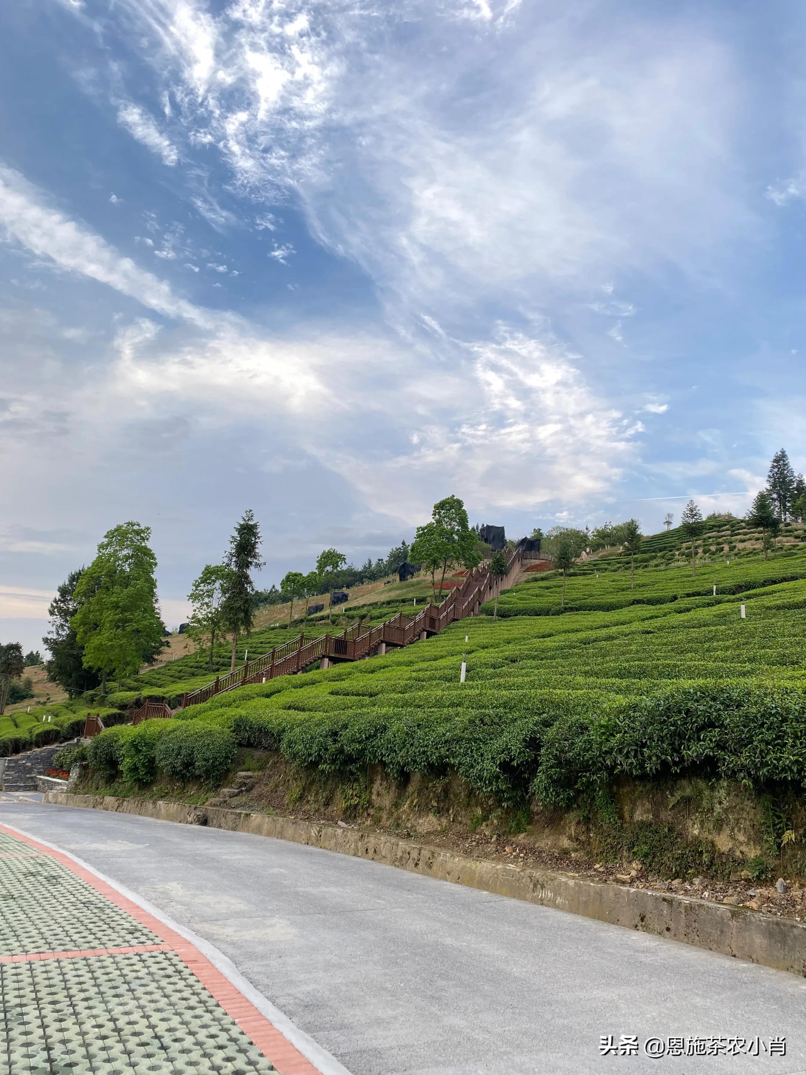 恩施硒茶好喝吗,永顺莓茶与恩施的藤茶有什么区别