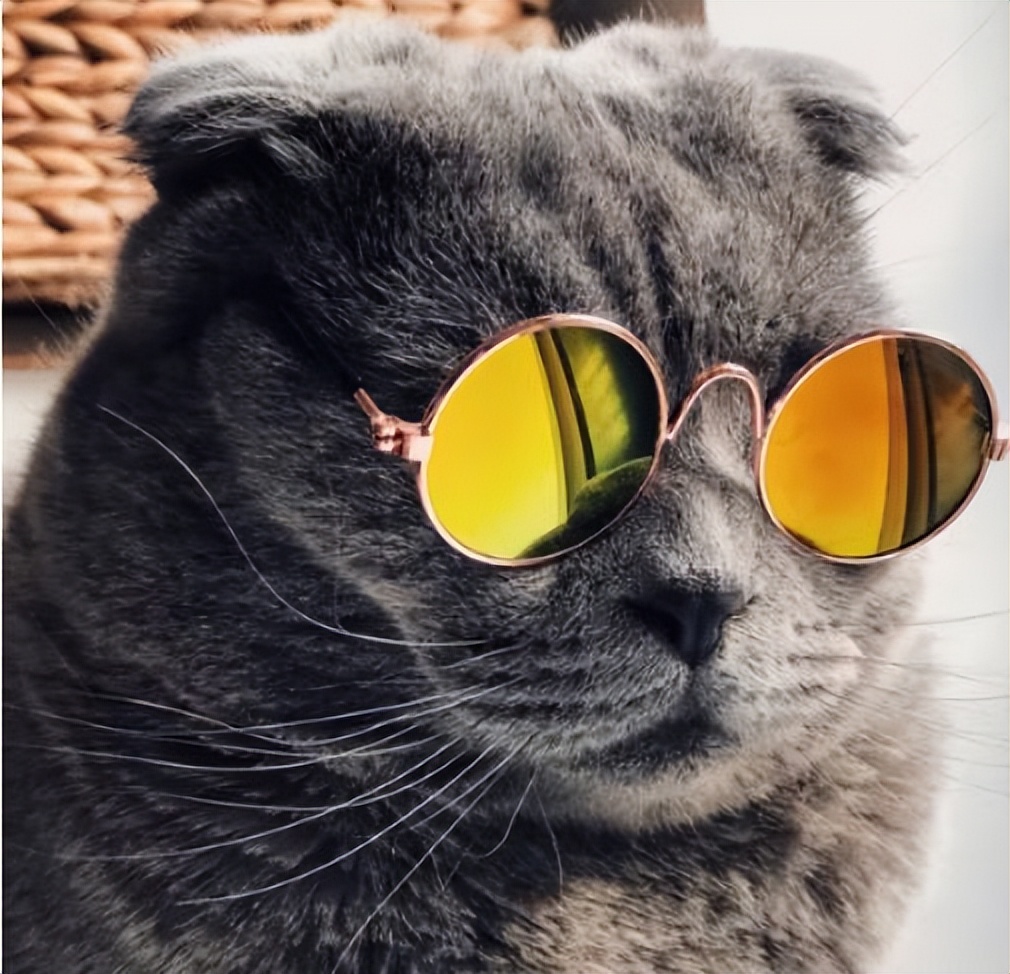 袖虎病猫攻略：猫的多囊肾是什么