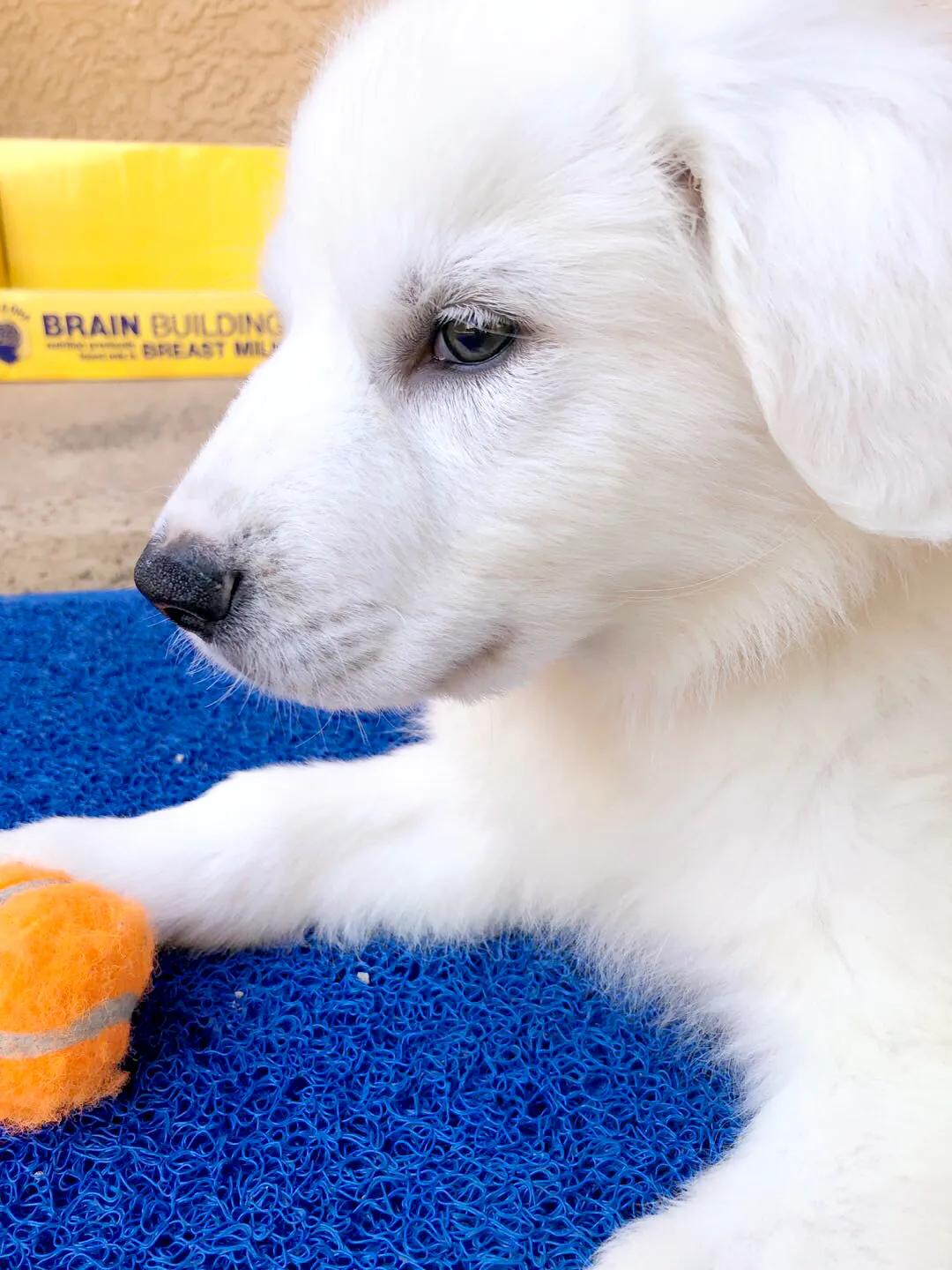 大白熊小狗,大白熊专用宠物狗