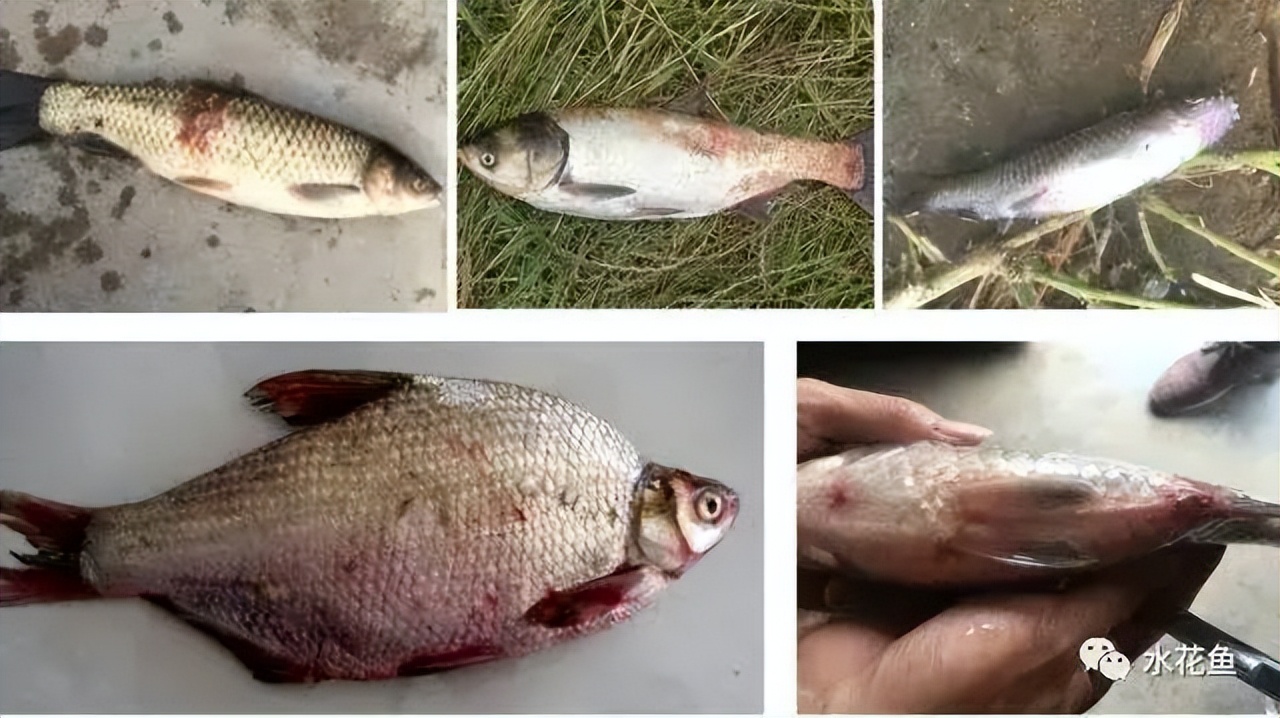 鱼出现败血症怎么治疗,鱼得了败血症怎么治