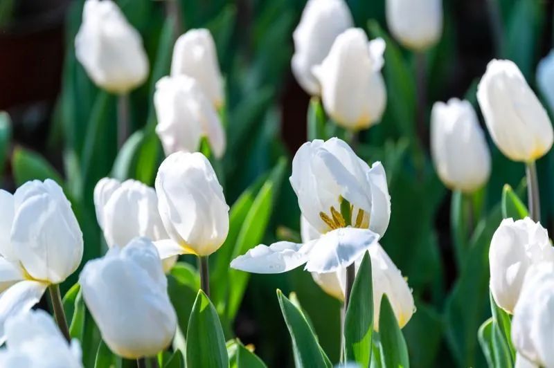 迈开脚步看风景别辜负昆明好风光,带你看云南昆明美景