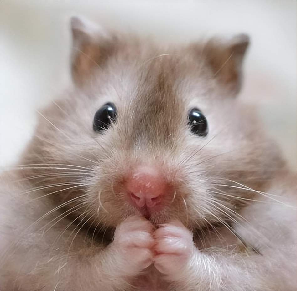 仓鼠很可爱的时候,仓鼠可爱的时候