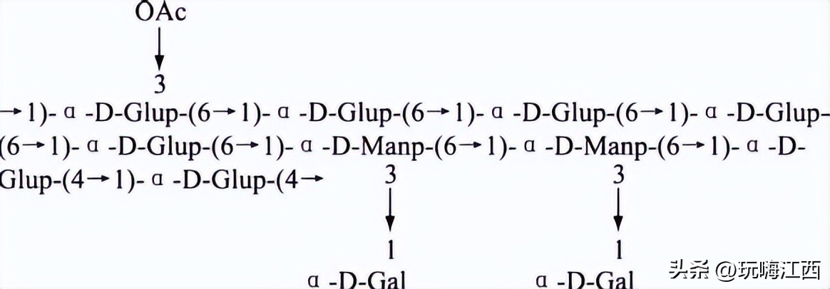 吉安安福红豆杉附生铁皮石斛为例多糖的讨论