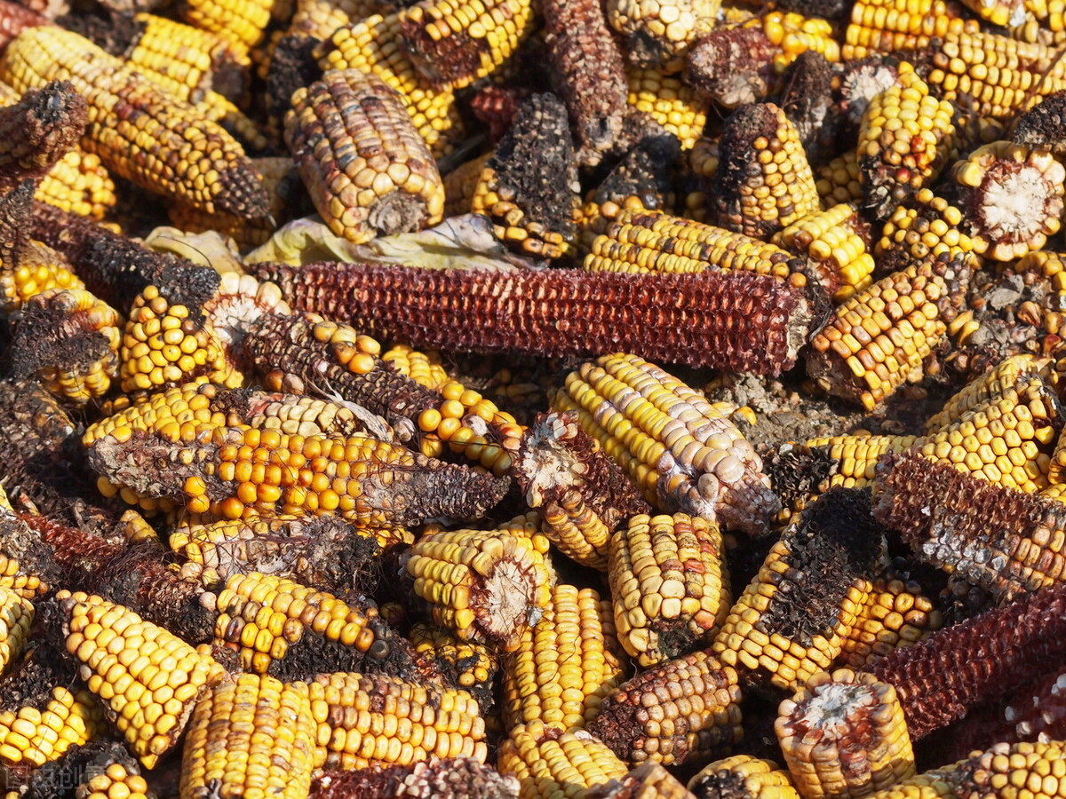 霉菌毒素对牛羊有什么危害,霉菌毒素对禽的危害