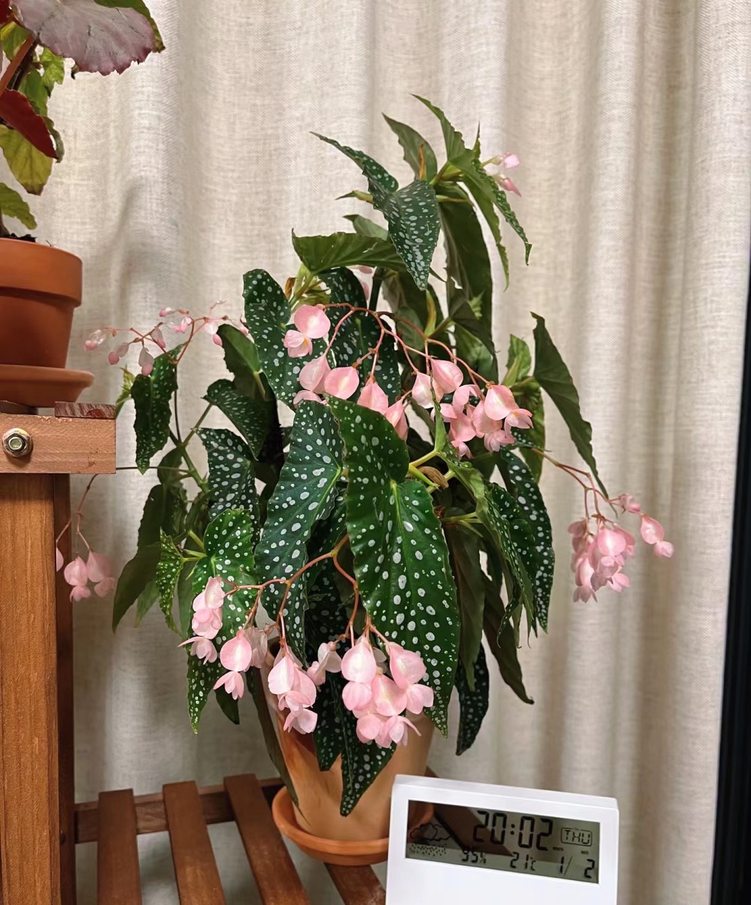 养不死的室内绿植四季开花带花苞,盆栽四季开花好养的植物直播