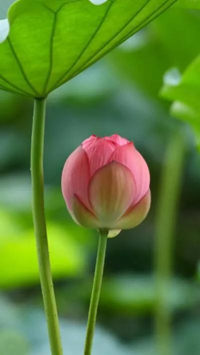 漂亮美丽的荷花壁纸,雨中荷花壁纸荣盛城