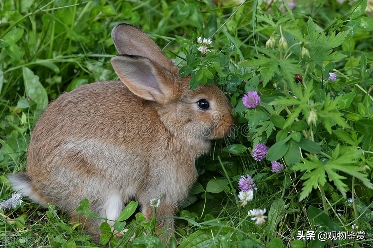 兔子嘴巴烂了怎么快速消除,兔子嘴巴烂了是什么原因