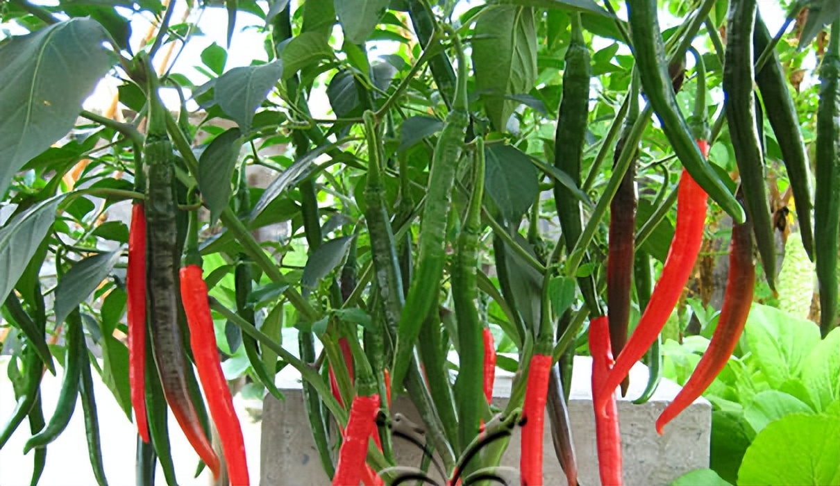 阳台种什么菜比较好,阳台适合种什么菜长得快