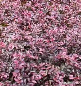 景观地被植物价格,地被植物优良品种