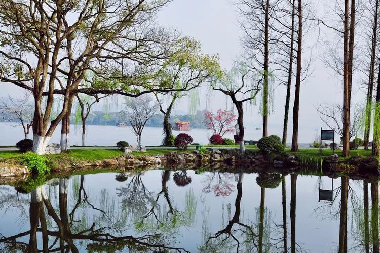 杭州西湖桂花美景,杭州西湖美景视频