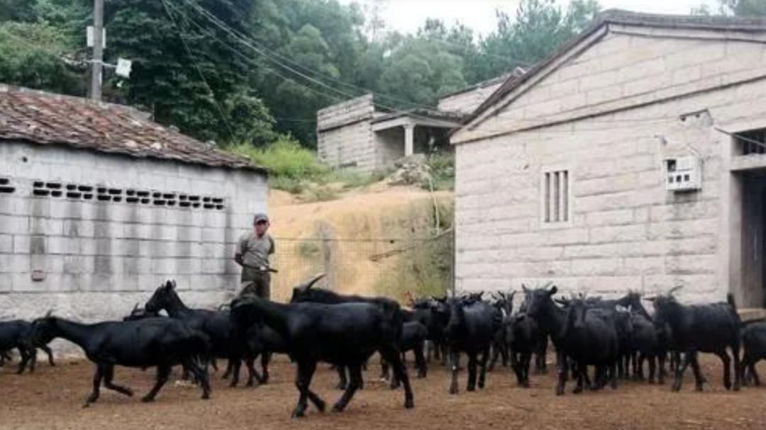 两条巨蟒潜入村庄疯狂捕食家禽,20斤大蟒蛇现身鸡笼吞鸡吓坏居民