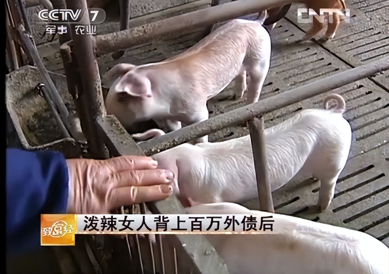 娌冲崡鍏荤尓澶у,娌冲崡澶у鍏荤尓