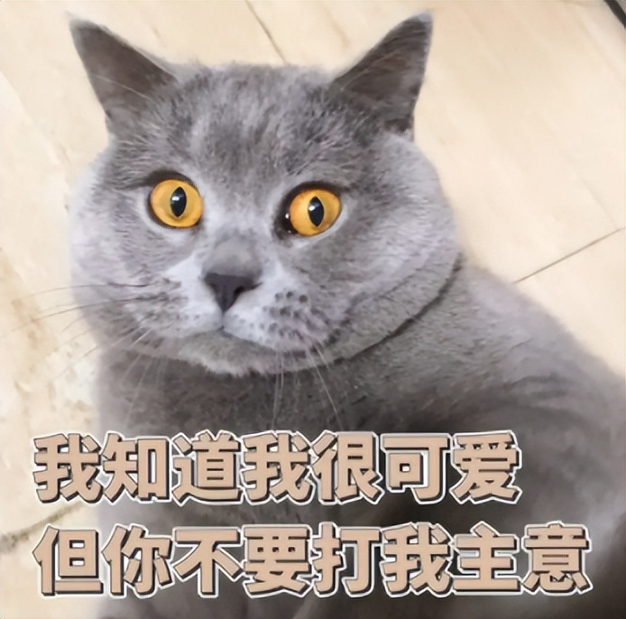 你以为你养的中华田园猫,家里养了中华田园猫