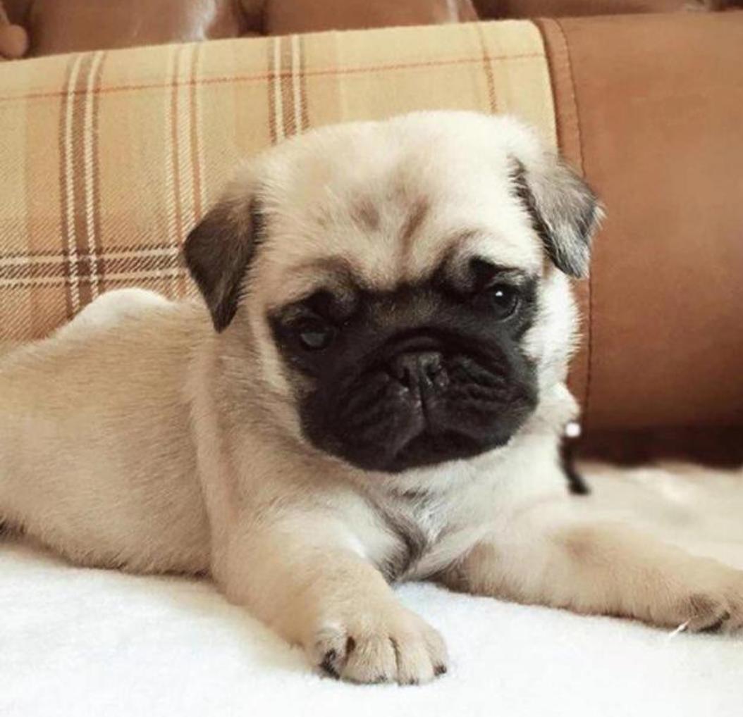 巴哥犬拉肚子又吐怎么办,小巴哥犬流鼻涕拉肚子