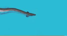 被吃成濒危物种的鱼,被人吃到濒临灭绝的野生动物