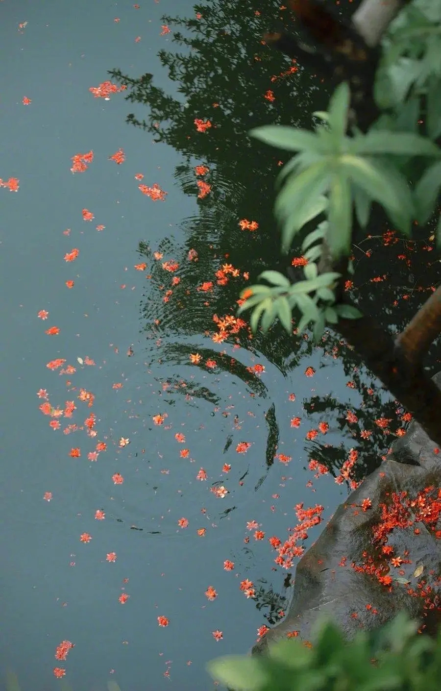 唐诗唯美千古绝句,最美的四季唐诗