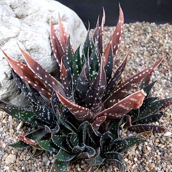 102个大类近500个多肉植物图片，都极其美丽，建议在家中也养一盆