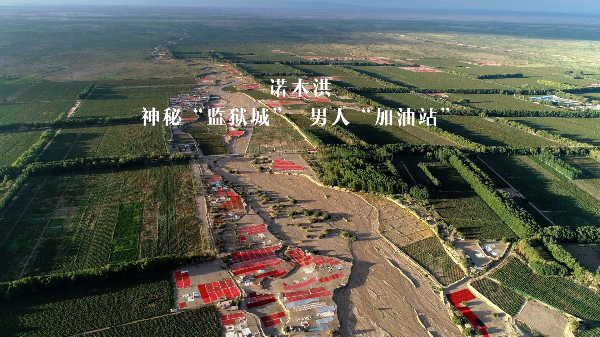 青藏高原诺木洪枸杞,青海诺木洪枸杞什么时候采摘结束