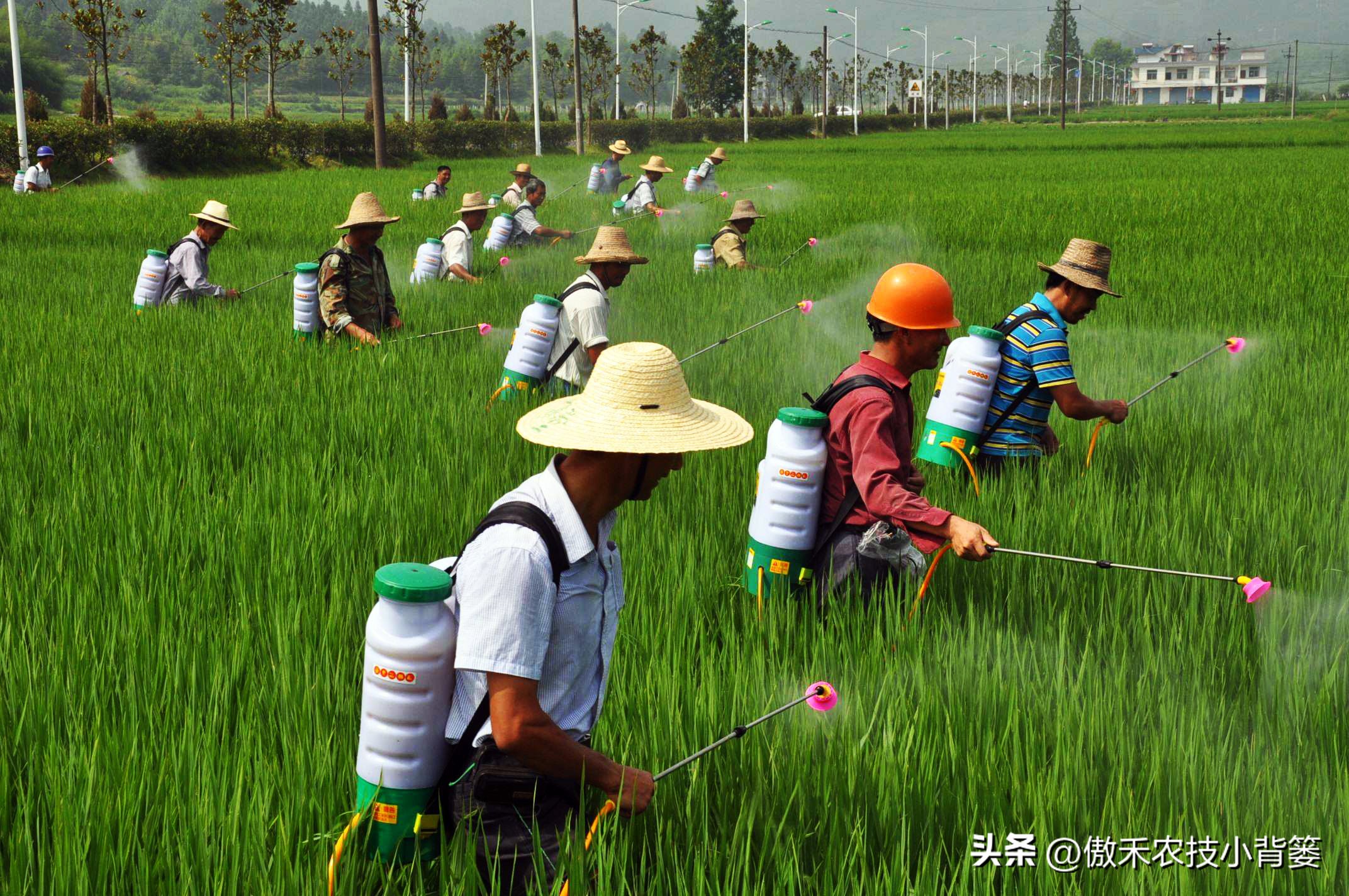 甲维盐杀虫效果变差了?学会用药技巧合理复配,杀虫效果能翻倍