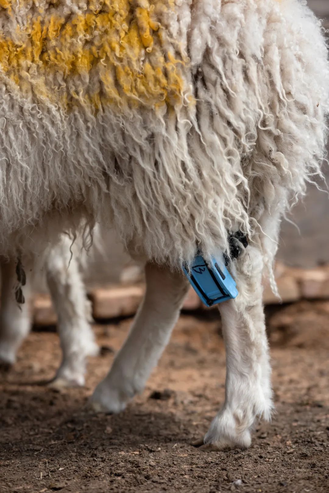 甘肃金昌的羊肉和盐池滩羊,盐池滩羊和横山羊肉