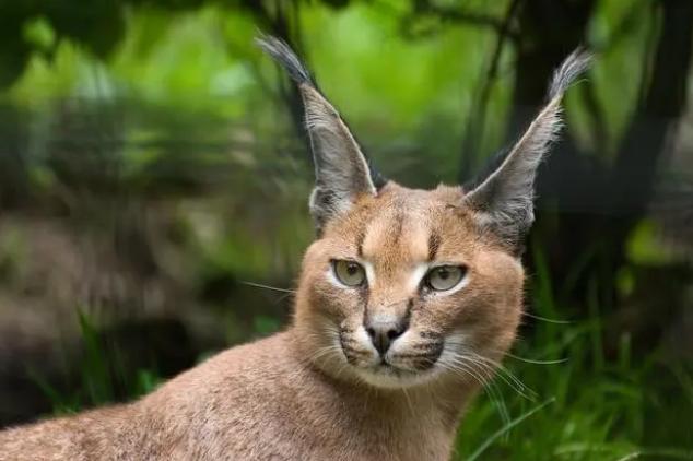 狸花小猫咪可爱视频,狸花短腿小猫咪可爱又萌的视频