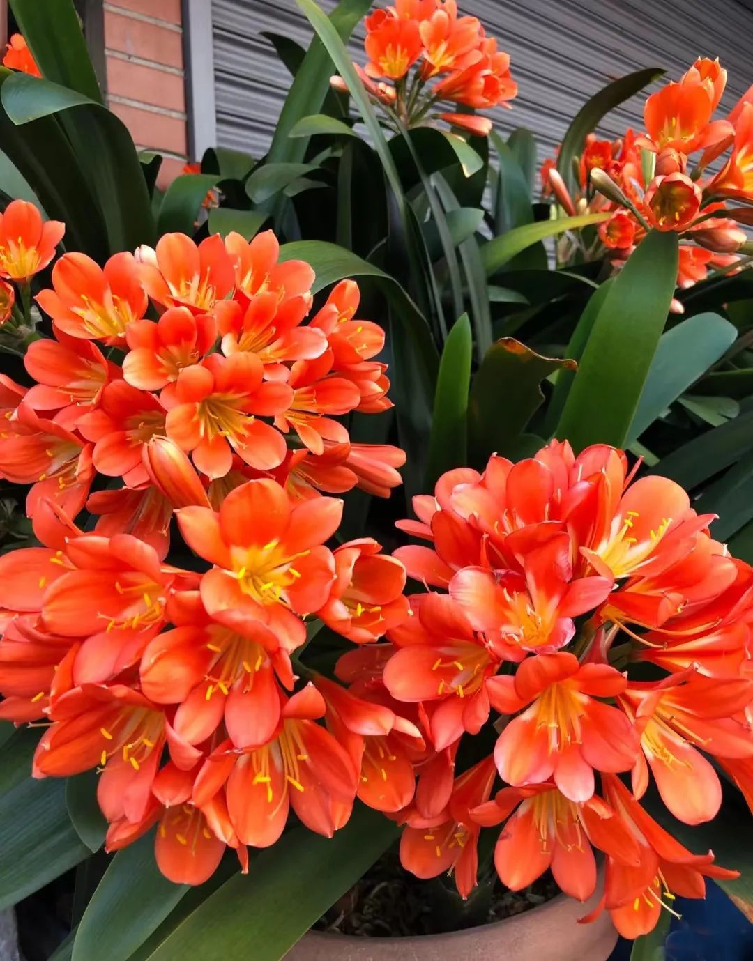 发财树绿萝吊兰怎么养怎么换盆,发财树绿萝金钱树这类花怎样养护