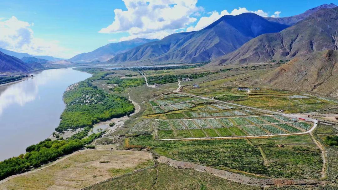 小葡萄串起乡村振兴大梦想,桑日县葡萄