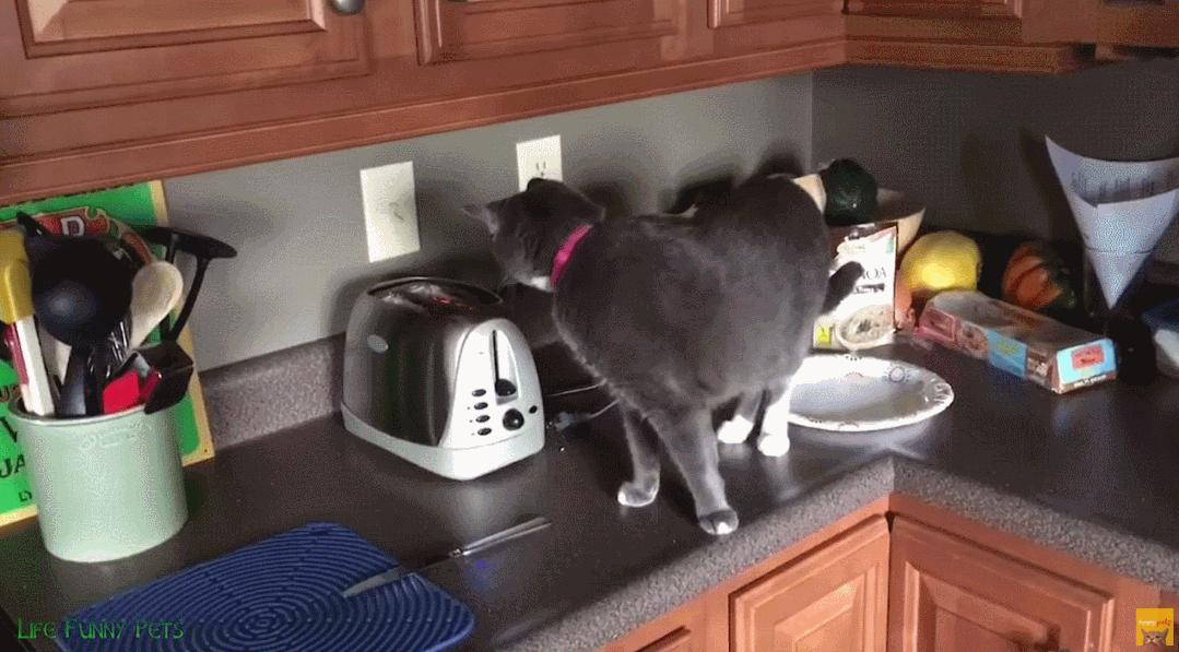 据说养猫超过3年，铲屎官都会变成神经病？