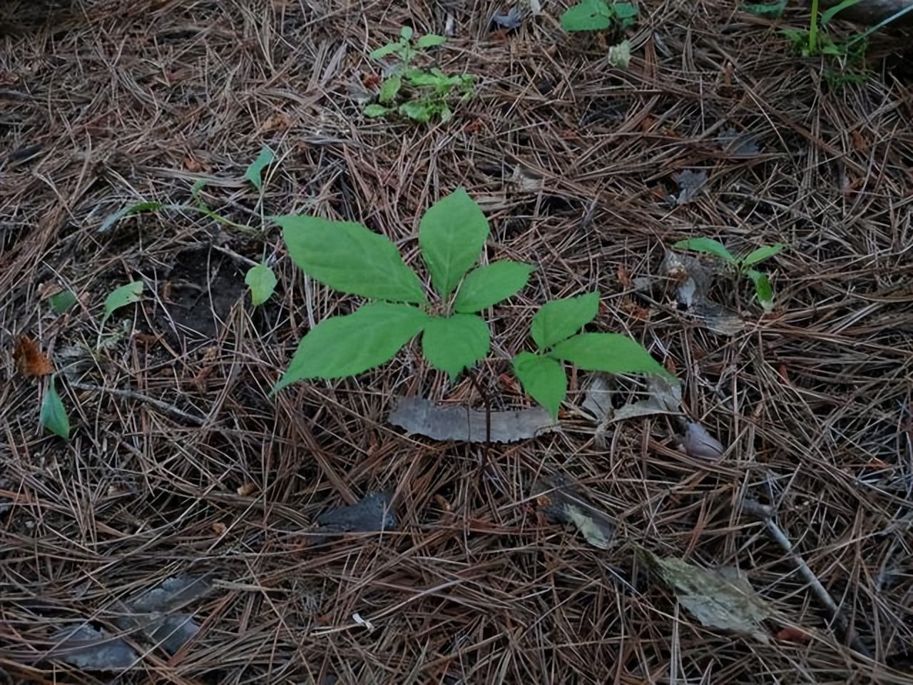 园参鲜人参多少钱一斤,园参林下参野人参哪个好