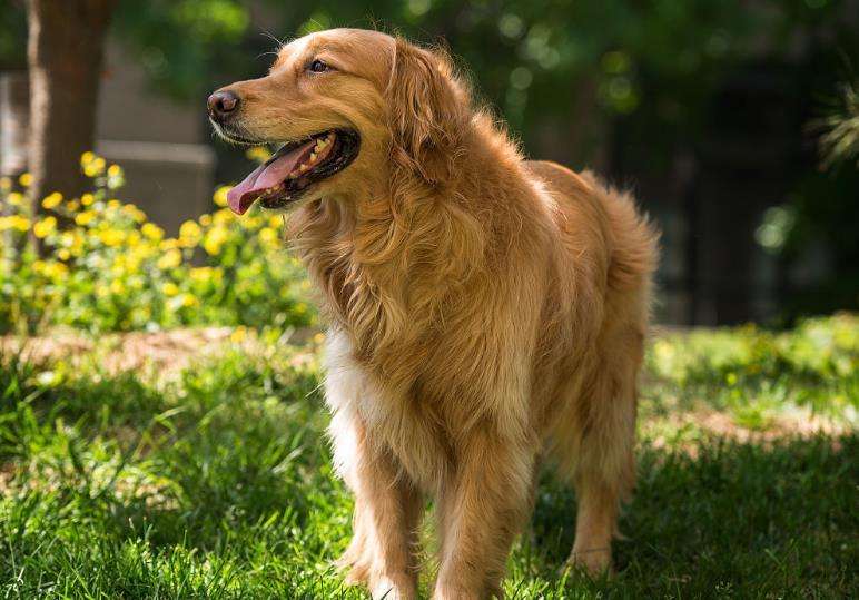 边牧和金毛哪个更适合养,金毛和边牧哪个更听话好养