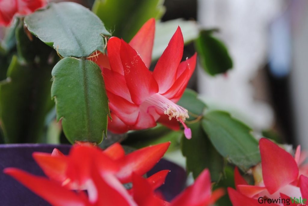 各种仙人掌的种植,仙人掌是扦插好还是带根种植好