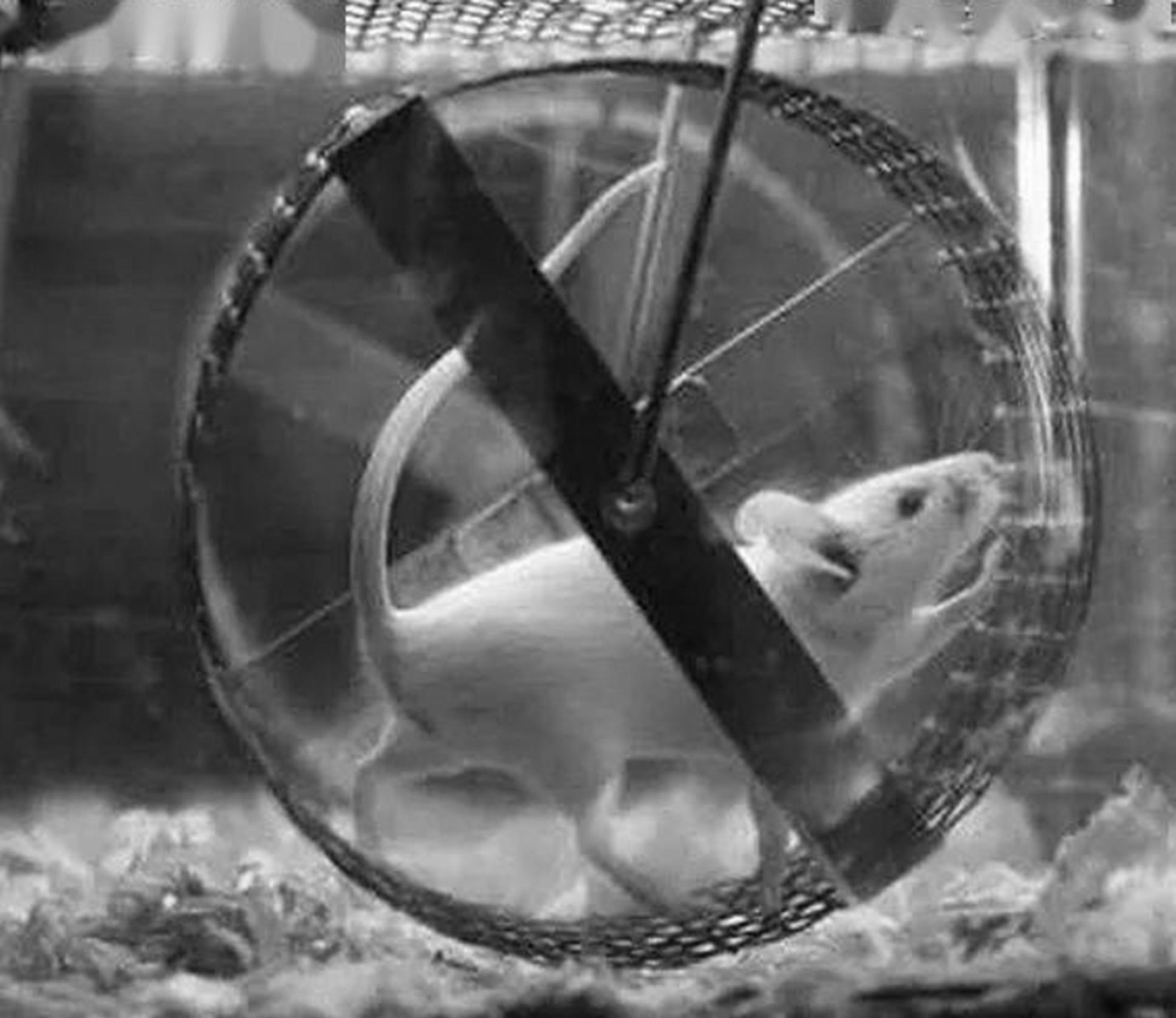 保定五中19:求进步说唱兼赛跑,学标兵思量很痛心