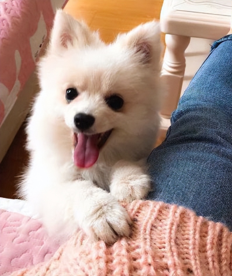 博美犬这些坏毛病竟是聪明的表现,博美犬的5大缺点你知道吗