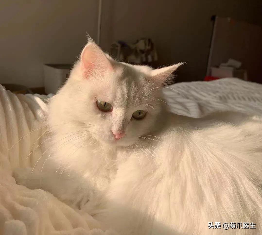 我的猫丢了拿回来要钱怎么办,我的猫丢了隐晦的意思