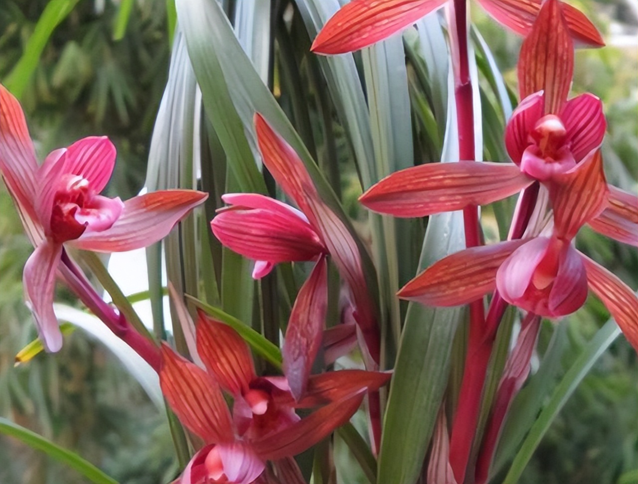 这才是中国名贵兰花,比较名贵的兰花