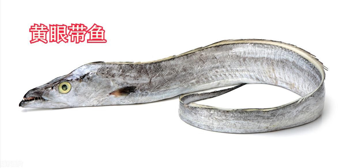 带鱼绿眼睛和黑眼睛有什么区别,买带鱼时红眼与黄眼有什么区别