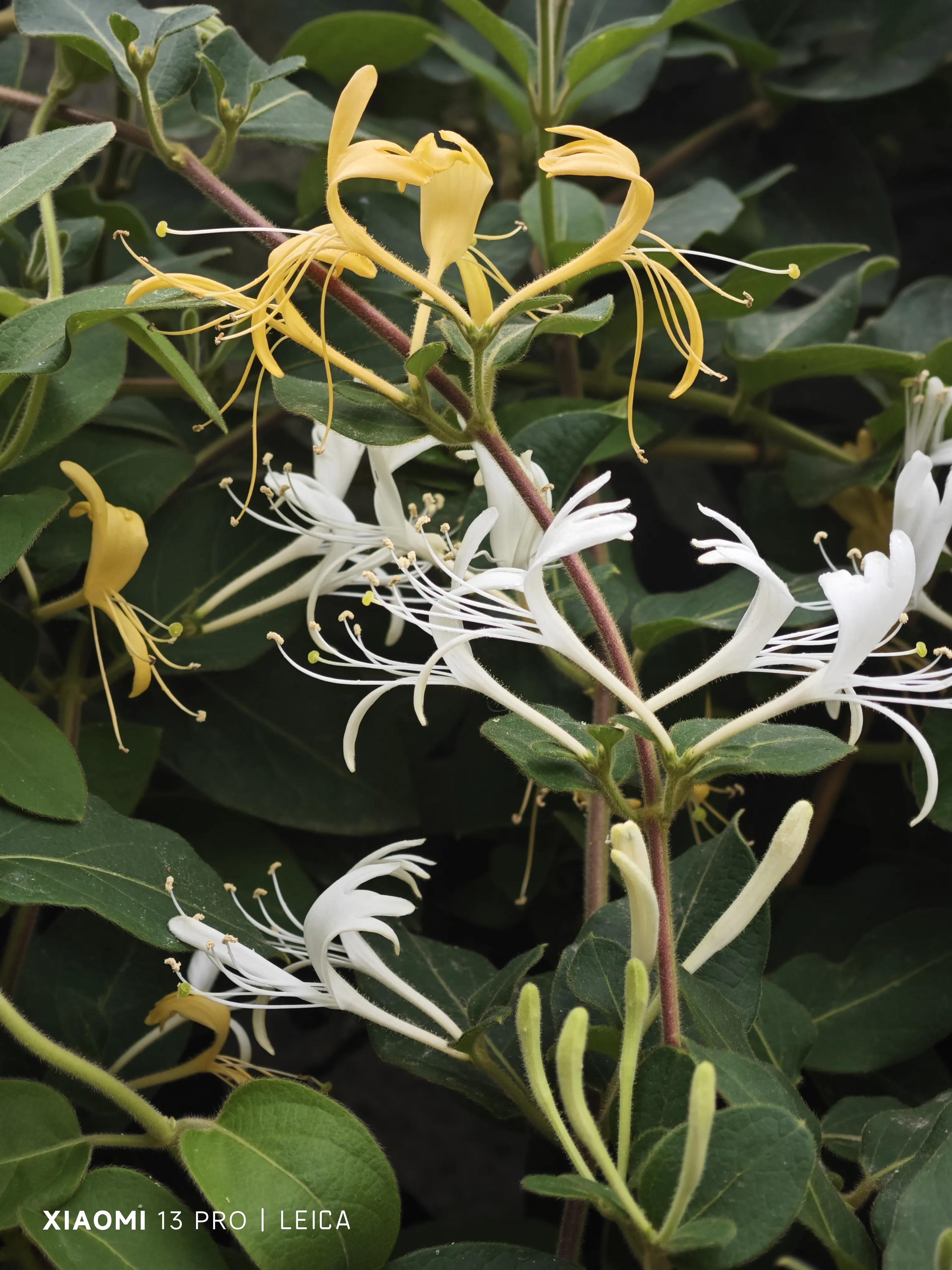 夏天的多巴胺是什么,夏天的多巴胺穿搭是什么