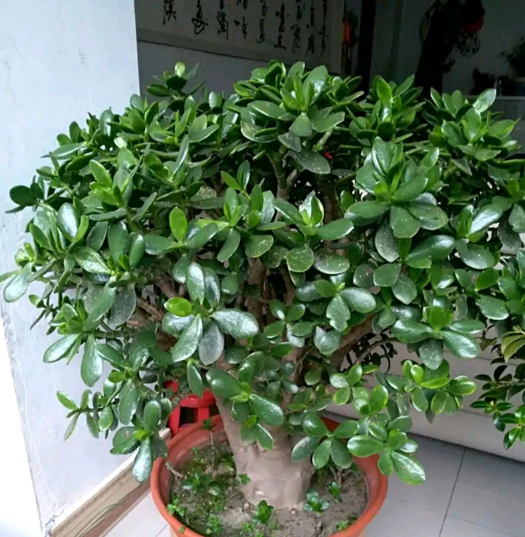 家庭客厅养什么花好看又旺财,客厅最吉祥的三种花