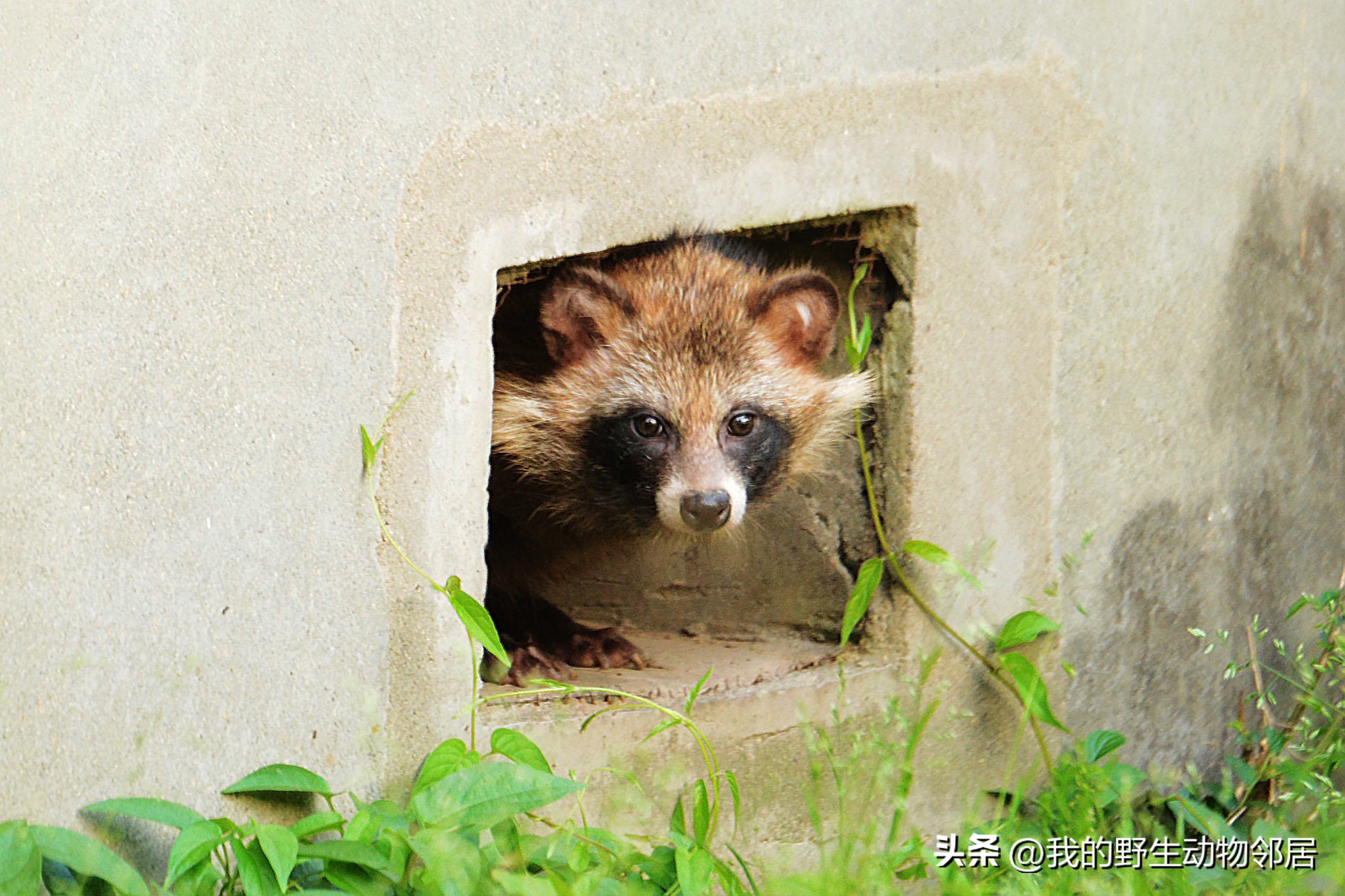 上海野生动物园百鸟园,上海野生鸟类种类有多少